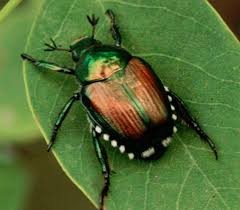 POPILLIA JAPONICA