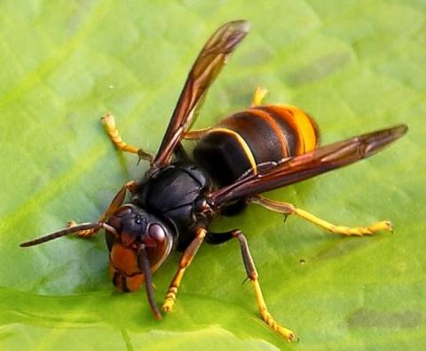 VESPA VELUTINA