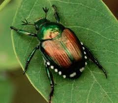 Immagine notizia POPILLIA JAPONICA